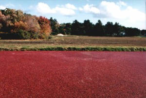 cranberry-harvest