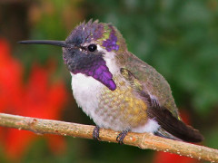 Hummingbird Update- What it Means for PR Pros